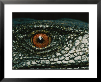 Close View Of The Eye Of A New Species Of Monitor Lizard by Tim Laman Pricing Limited Edition Print image