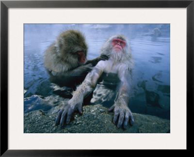Two Japanese Macaques, Or Snow Monkeys, Enjoy A Dip In A Hot Spring by Tim Laman Pricing Limited Edition Print image
