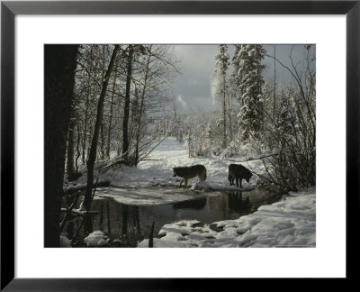 Two Gray Wolves, Canis Lupus, Stop At A Creek In A Snowy Forest by Jim And Jamie Dutcher Pricing Limited Edition Print image