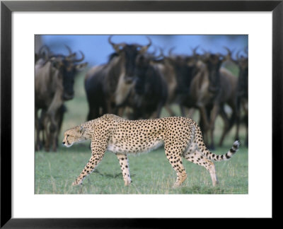 Female Cheetah Walks Past A Herd Of Watchful Wildebeests by John Eastcott & Yva Momatiuk Pricing Limited Edition Print image