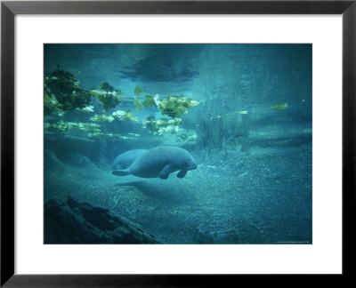 Pair Of Manatees Swim Beneath The Kelp by Norbert Rosing Pricing Limited Edition Print image