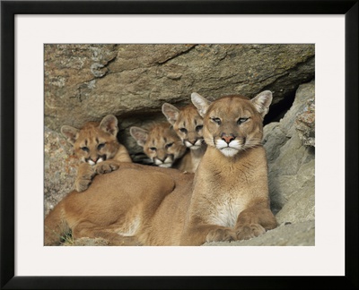 Mountain Lion Mother With Her Young Sits At The Mouth Of A Cave by Norbert Rosing Pricing Limited Edition Print image