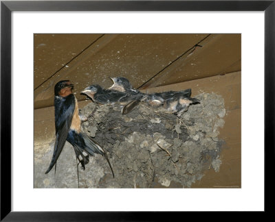 Barn Swallow Mother Feeds Her Young by Norbert Rosing Pricing Limited Edition Print image