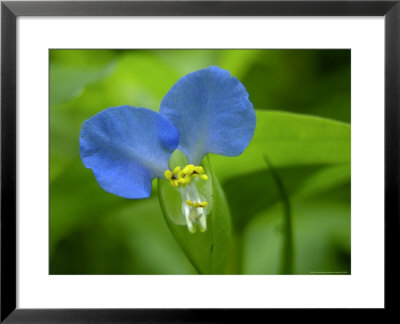 Asiatic Dayflower, A Wildflower Of The Blue Ridge Mountains by White & Petteway Pricing Limited Edition Print image
