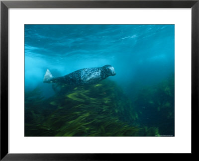 Gray Seal Swims Through Thickets Of Kelp by Brian J. Skerry Pricing Limited Edition Print image