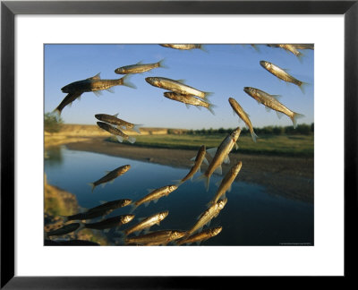 Minnows In An Aquarium Appear To Fly Over Wyoming's Powder River by Joel Sartore Pricing Limited Edition Print image