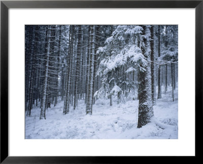 Winter View Of The Black Forest With A Fresh Coat Of Snow by Taylor S. Kennedy Pricing Limited Edition Print image