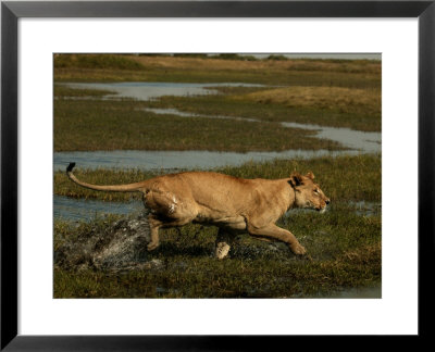 African Lioness, Panthera Leo, Running Through Flooded Grassland, Okavango Delta, Botswana by Beverly Joubert Pricing Limited Edition Print image