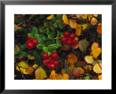Lowbush Cranberries In The Yukon, Canada by Nick Norman Pricing Limited Edition Print image
