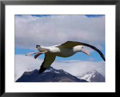 Wandering Albatross, Longest Wingspan In The World, In Flight, South Georgia Island, Antarctica by Paul Nicklen Pricing Limited Edition Print image