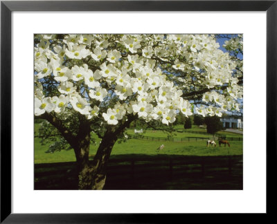 Blossoming Dogwood Tree And Grazing Horses, Virginia by Annie Griffiths Belt Pricing Limited Edition Print image