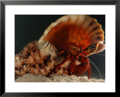 Red Hermit Crab Occupying The Shell Of A Giant Triton Snail, Derawan Island, Borneo, Indonesia by Darlyne A. Murawski Pricing Limited Edition Print image