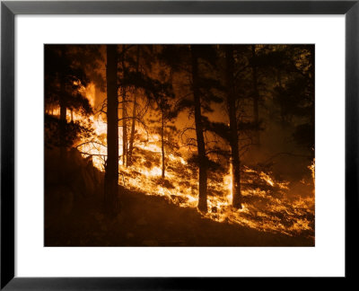 Forest Fire Caused By Lightning In Custer State Park by Mark Thiessen Pricing Limited Edition Print image