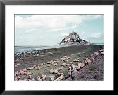 Shepherd Tending Flock Of Sheep, Mont Saint Michel, A 13Th Cent. Abbey And Town On Brittany Coast by Nat Farbman Pricing Limited Edition Print image