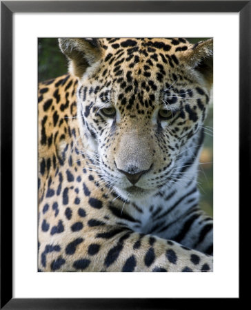 Wildlife In Belize, Jaguar by Jane Sweeney Pricing Limited Edition Print image