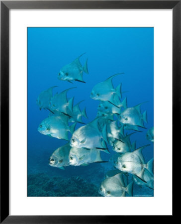 Atlantic Spadefish, Ambergris Caye, Hol Chan Marine Preserve, Belize by Stuart Westmoreland Pricing Limited Edition Print image