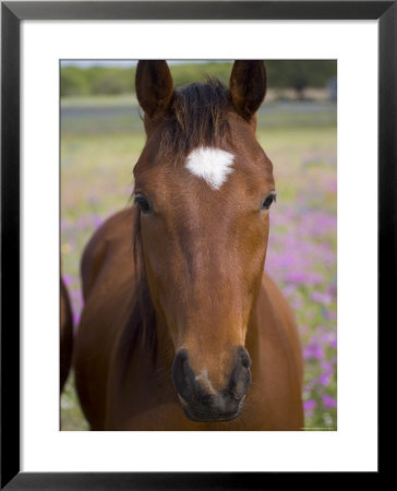 Quarter Horse In Wildflowers, Devine, Texas, Usa by Darrell Gulin Pricing Limited Edition Print image