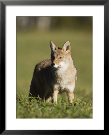 Coyote (Canis Latrans) Standing, In Captivity, Sandstone, Minnesota, Usa by James Hager Pricing Limited Edition Print image