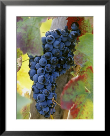Aglianico Grapes (Grown In Campania And Basilicata) by Hans-Peter Siffert Pricing Limited Edition Print image