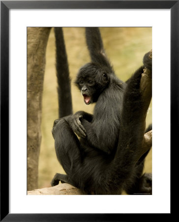 Black Spider Monkeys At The Omaha Zoo, Nebraska by Joel Sartore Pricing Limited Edition Print image