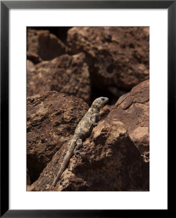 Giant Chuckwalla On San Esteban Island, Baja California, Mexico by Ralph Lee Hopkins Pricing Limited Edition Print image