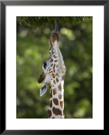 Reticulated Giraffe Uses Its Tongue To Grab Some Leaves Off A Tree, Henry Doorly Zoo, Nebraska by Joel Sartore Pricing Limited Edition Print image