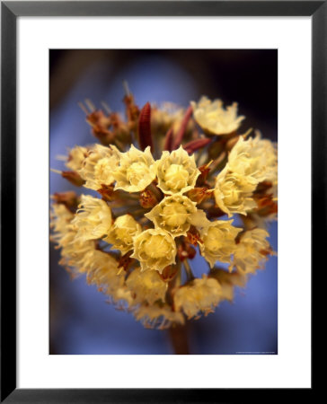 Shea Flower by David Pluth Pricing Limited Edition Print image