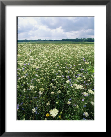 Purple Loosestrife Flowers Bloom In A Montezuma Wetland Meadow by Skip Brown Pricing Limited Edition Print image