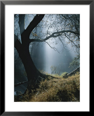 Sunlight Beams Through The Treetops In The Forest by Marc Moritsch Pricing Limited Edition Print image