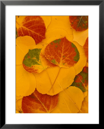 Aspen Leaves, Fall Color, Kachina Peaks Wilderness, Coconino National Forest, Arizona by Ralph Lee Hopkins Pricing Limited Edition Print image