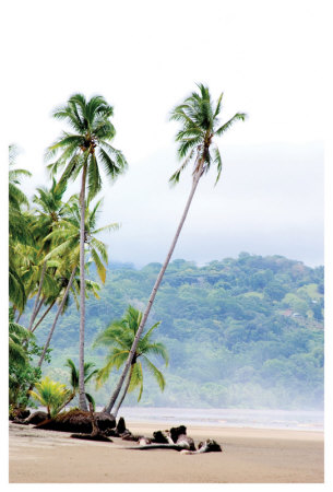 Costa Rica Palms by Shane Settle Pricing Limited Edition Print image