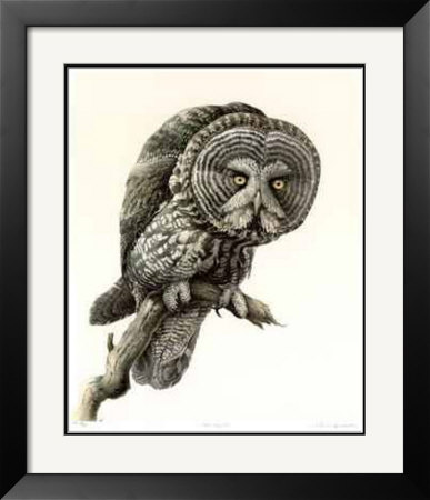 Great Grey Owl by James Fenwick Lansdowne Pricing Limited Edition Print image