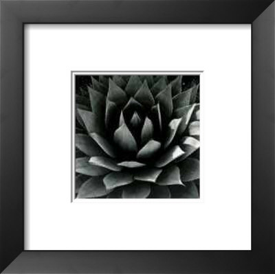 Untitled - Plant by B. A. King Pricing Limited Edition Print image