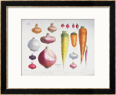 Onions, Radishes And Carrots, From The First Album Vilmorin, 1850 by Elisa Champin Pricing Limited Edition Print image
