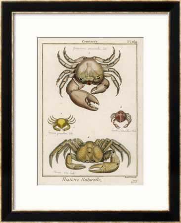 Gecarcinus Anisochele And Other Crabs by Benard Pricing Limited Edition Print image