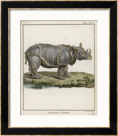 Fine Early Engraving Of An African Rhinoceros by Benard Pricing Limited Edition Print image