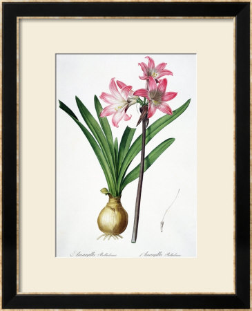 Amaryllis Belladonna, From Les Liliacees by Pierre-Joseph Redouté Pricing Limited Edition Print image