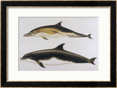Two Varieties Of Dolphin: Delphinus Delphis (Top) Delphinus Tursio by J. Smit Pricing Limited Edition Print image