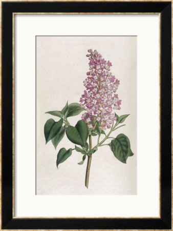 Common Lilac by William Curtis Pricing Limited Edition Print image