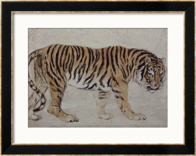 Cinquenta, Tigre Real by Edwin Henry Landseer Pricing Limited Edition Print image