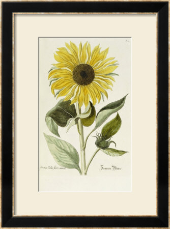 Hand Coloured Engraving Of A Sunflower by George Wolfgang Knorr Pricing Limited Edition Print image