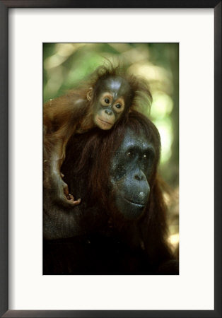 Orangutan, Female And Young, Borneo by Mike Hill Pricing Limited Edition Print image