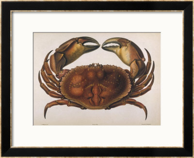 Cancer Edwardsii by I.O. Westwood Pricing Limited Edition Print image