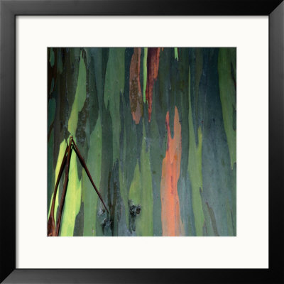 Detail Of Eucalyptus Tree Bark, Haleakala National Park, Maui, Hawaii, Usa by Wes Walker Pricing Limited Edition Print image