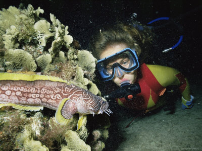Diver With Splendid Toadfish, Caribbean by Doug Perrine Pricing Limited Edition Print image