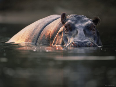 Male Hippopotamus, Half Submerged In River, Serengeti, Tanzania by Anup Shah Pricing Limited Edition Print image