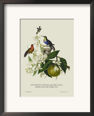 Humming Birds At The Brasils by J. Forbes Pricing Limited Edition Print image