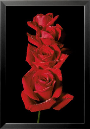 Blooming Red Roses by Mina Selis Pricing Limited Edition Print image
