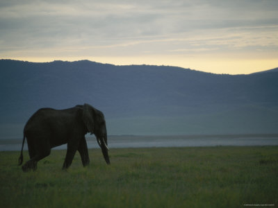 African Elephant Standing In The Grasslands Of Chobe National Park by Beverly Joubert Pricing Limited Edition Print image