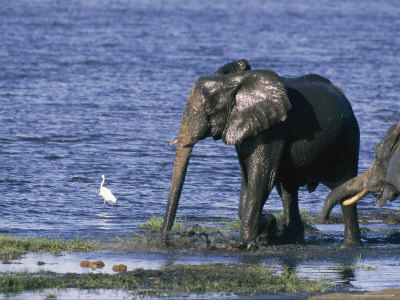 African Elephant Drinking Near A Great White Egret Along The Chobe River by Beverly Joubert Pricing Limited Edition Print image